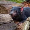 Dabel medvedovity - Sarcophilus harrisii - Tasmanian Devil o9542